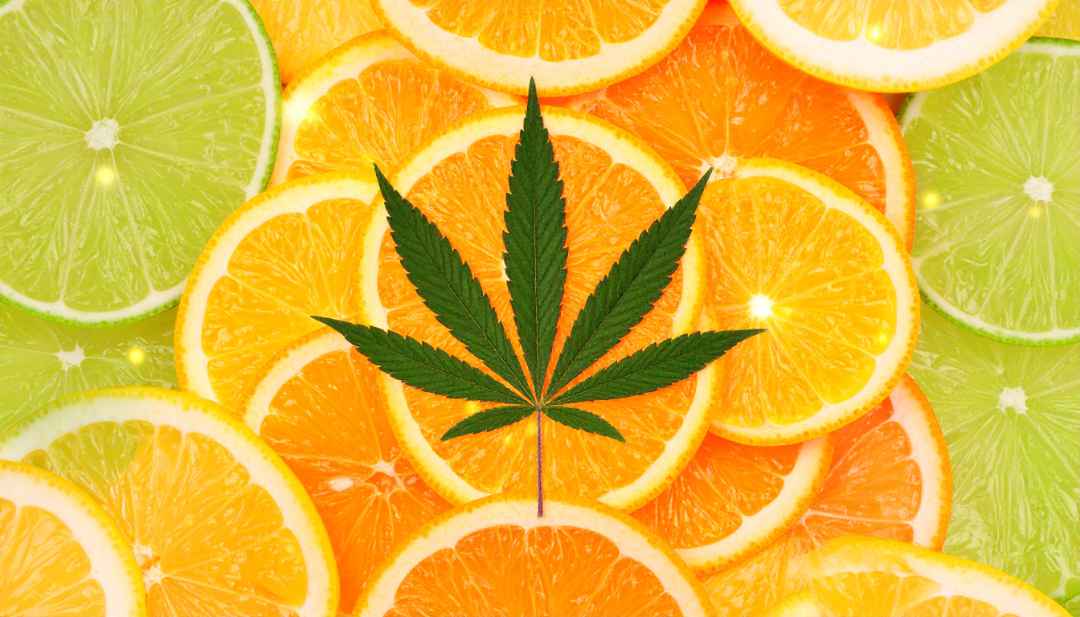 Limonene terpene cannabis