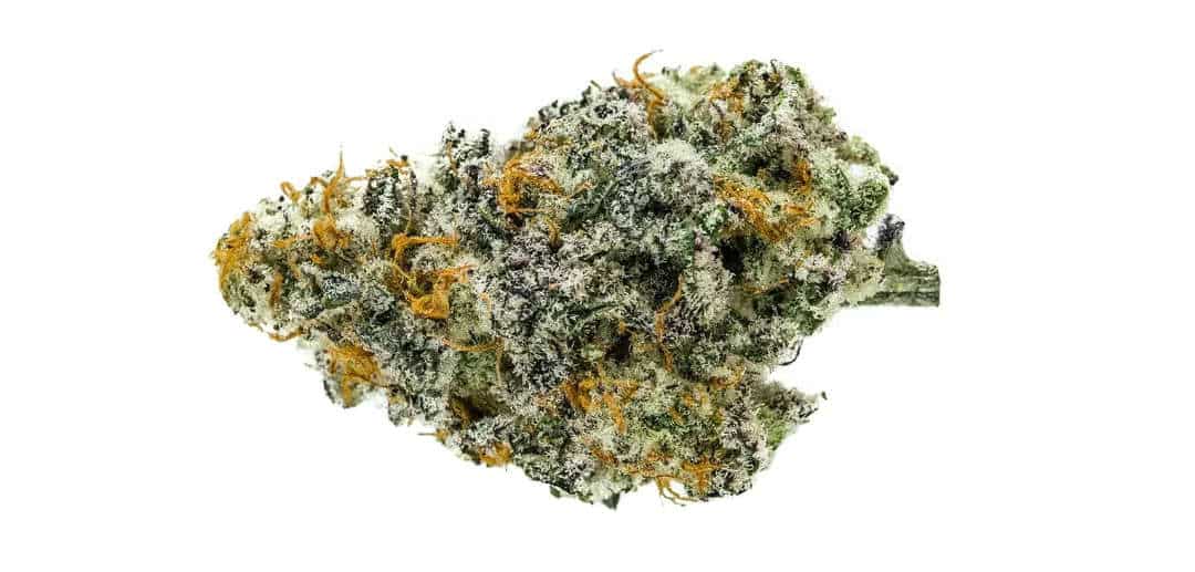 starfighter strain review